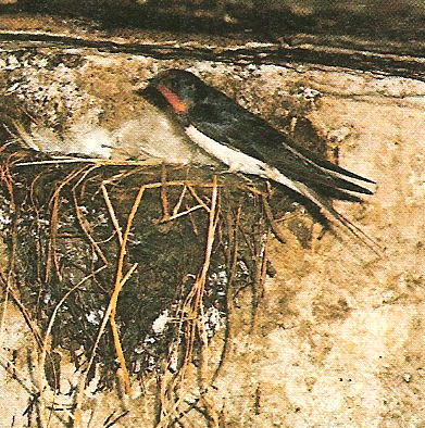 La nidification chez l'oiseau - WanimoVéto
