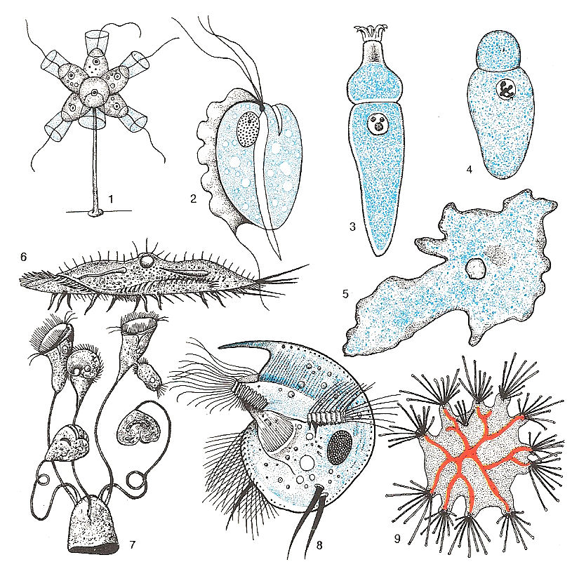 Les protozoaires paraziták de l homme. NaturalSwiss Videók - A gyomorban élő paraziták fereg trojai